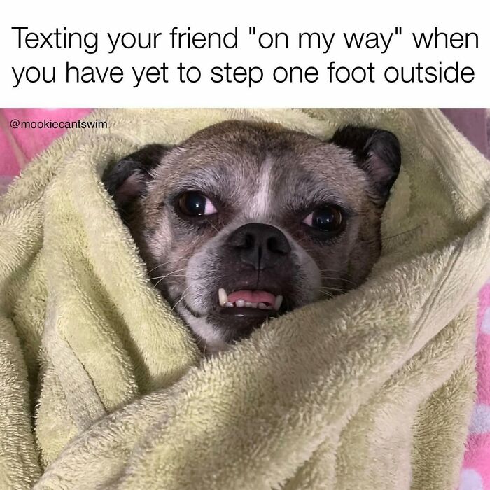 A dog wrapped snugly in a towel with a guilty expression, perfect for hilarious relatable memes.