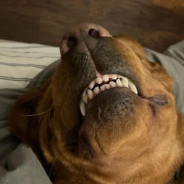 A hilarious dog with its teeth exposed, looking like an embarrassing family pic.