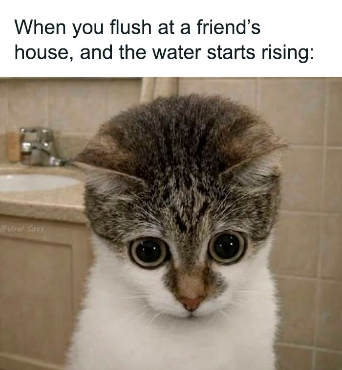 Relatable animal meme with a wide-eyed cat looking shocked, referencing a toilet overflowing at a friend's house.