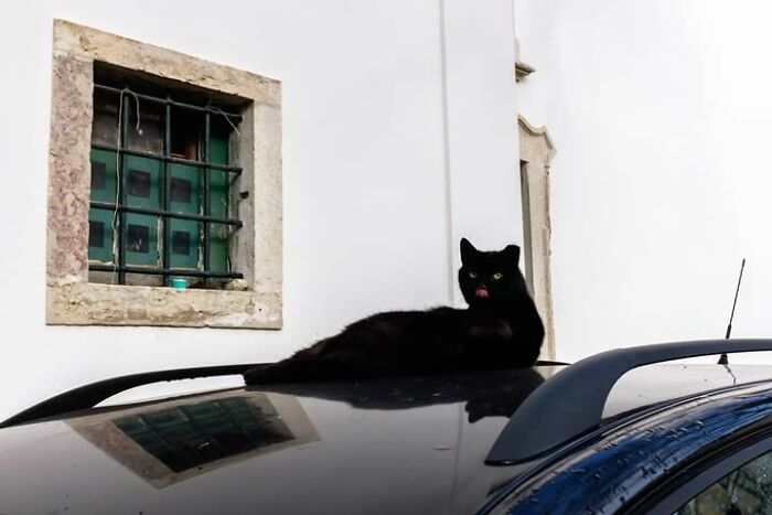 A sleek black cat lounges on a car roof, captured in Jeffrey De Keyser's captivating street photography.