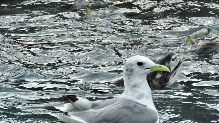 Seagull near water with fish in wildlife photo