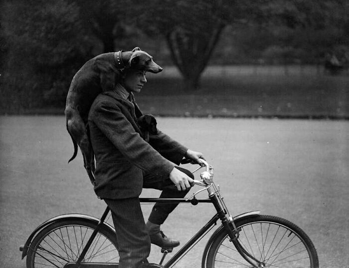 A black and white photo of a man riding a bicycle with two dogs, a vintage image of animals from the past.