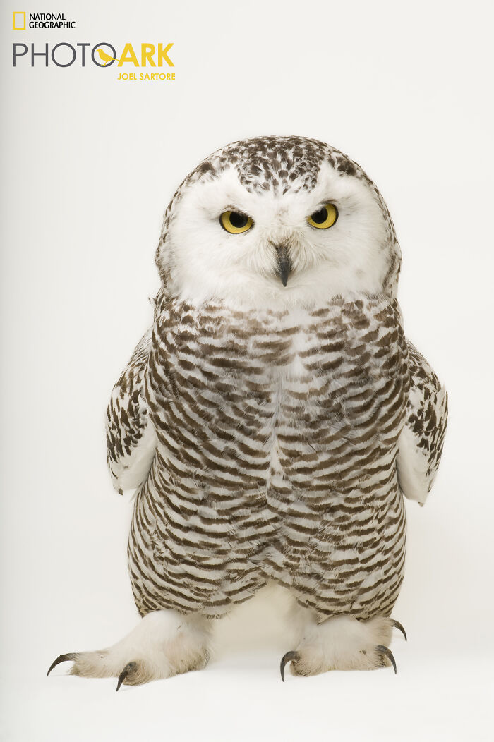 Female Snowy Owl