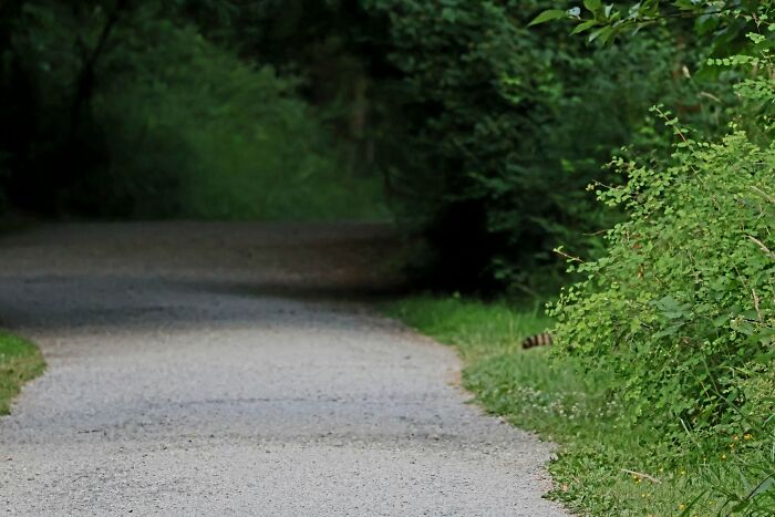 Wildlife photo of raccoon tail peeking from bushes near walking path