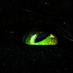 callmekat13 avatar