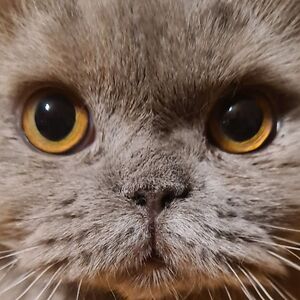 erendisgames avatar