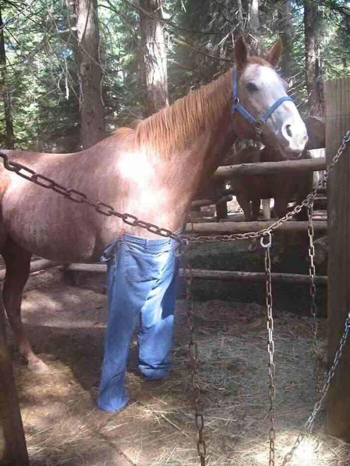 A horse wearing jeans in a forest setting, a hilarious photo.