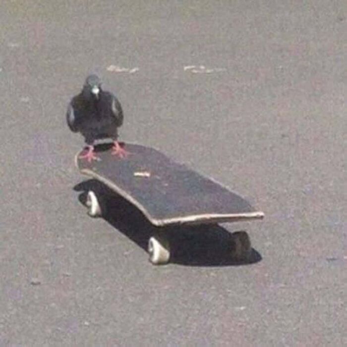 A pigeon standing on a skateboard on asphalt, a hilarious photo.