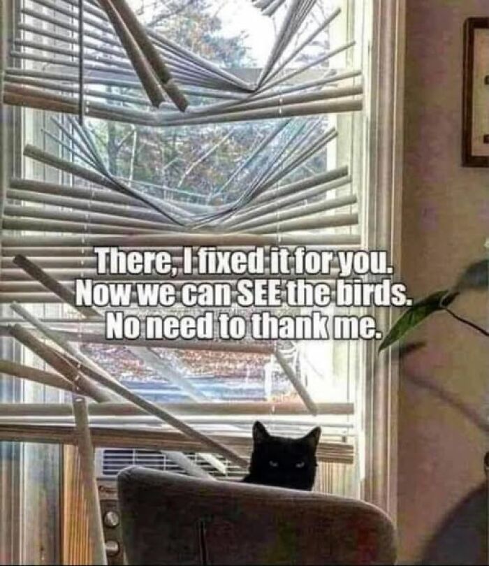 A black cat looking mischievous through broken window blinds, a relatable animal meme about pets causing chaos.