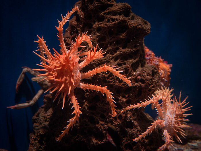 Spiky king crabs clinging to a rock formation at the bottom of the ocean