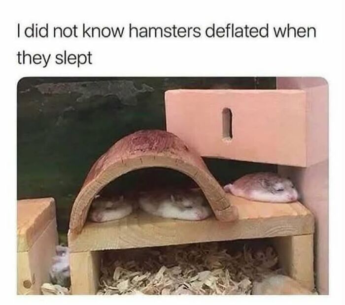 Several deflated hamsters sleeping in their enclosure, a funny animal meme about unexpected pet behavior.