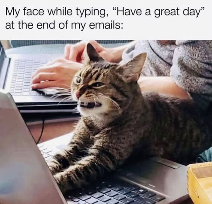 A grumpy tabby cat meme on a laptop, humorously depicting the face made while typing emails, relatable animal memes.