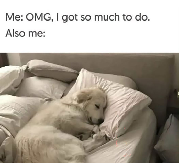 A tired dog sleeping soundly in bed, representing relatable animal memes about procrastination and rest.
