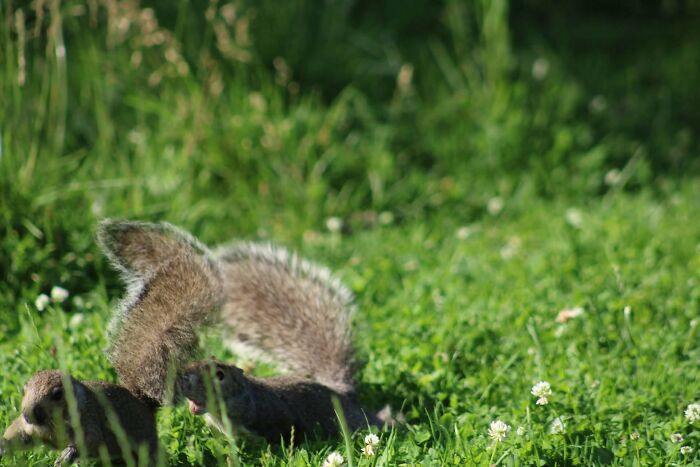 Wildlife photo of squirrel in grassy field with clover flowers