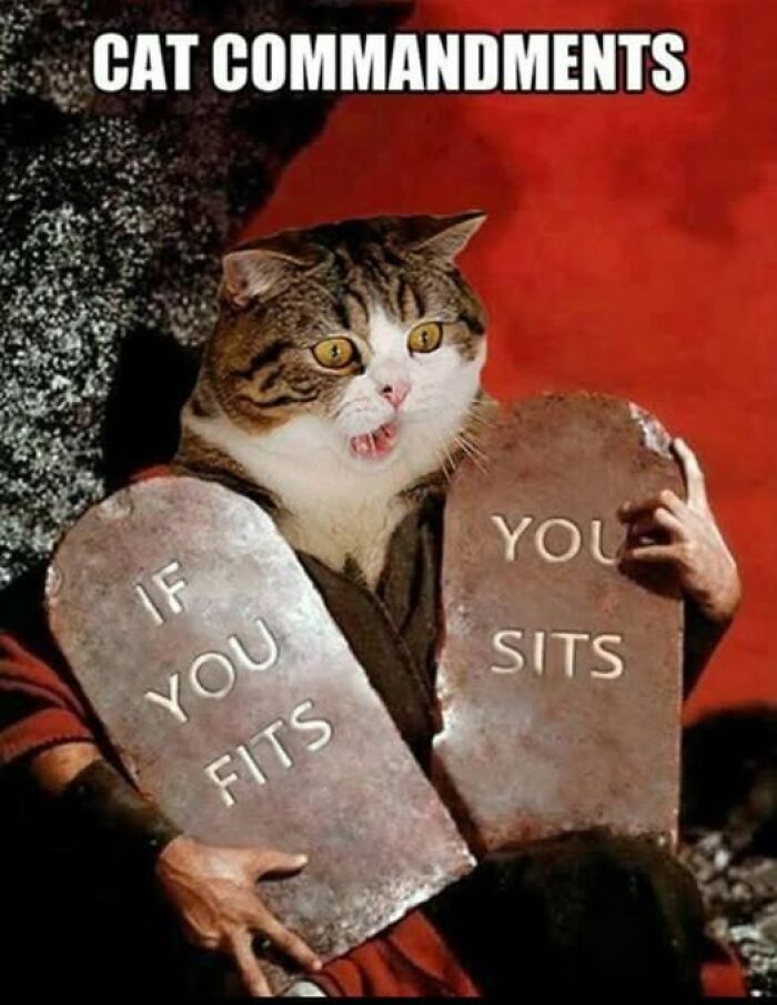 A cat meme dressed as Moses holding stone tablets with 'If you fits, you sits', a funny take on animal memes.