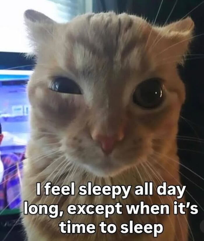 A sleepy orange cat meme with one eye half-closed, expressing tiredness all day except at bedtime, perfect for animal memes.