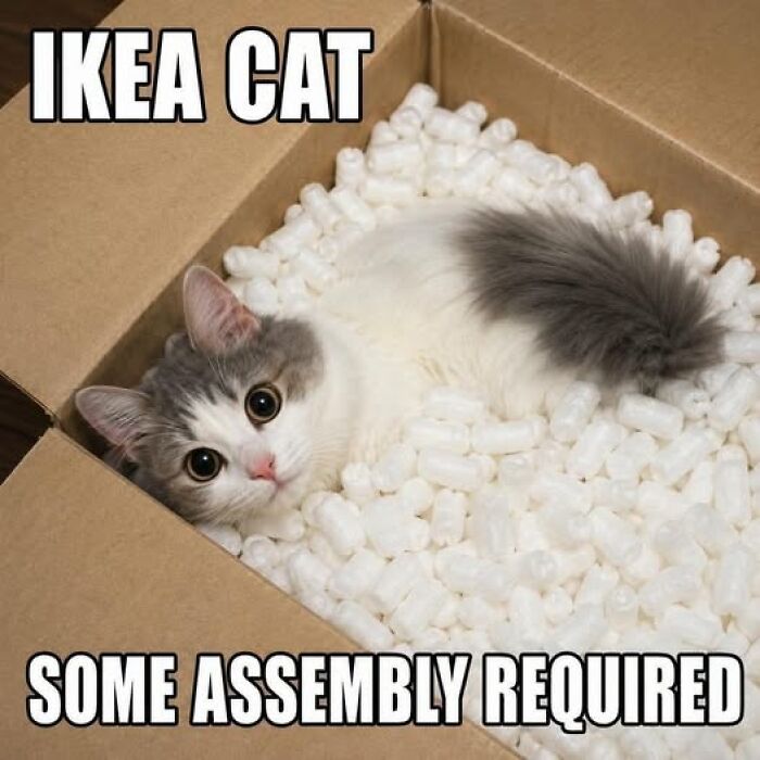 An adorable IKEA cat meme, a white and grey kitten in a box with packing peanuts, labeled 'Some assembly required', a funny animal meme.