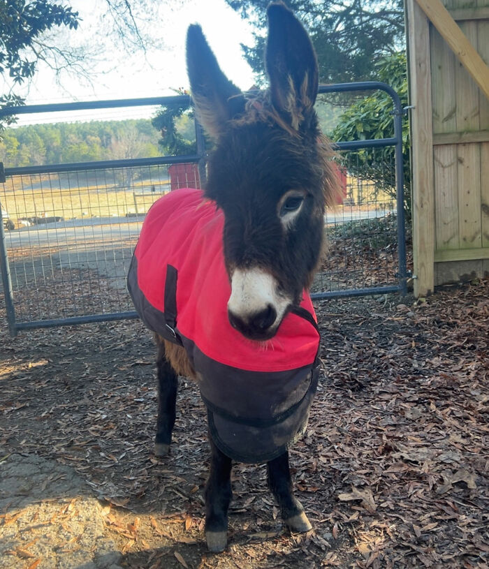 Officer Facing Backlash After Entering Family's Pasture Without Permission And Firing On Their Baby Pet Donkey Officer Facing Backlash After Entering Family's Pasture Without Permission And Firing On Their Baby Pet Donkey