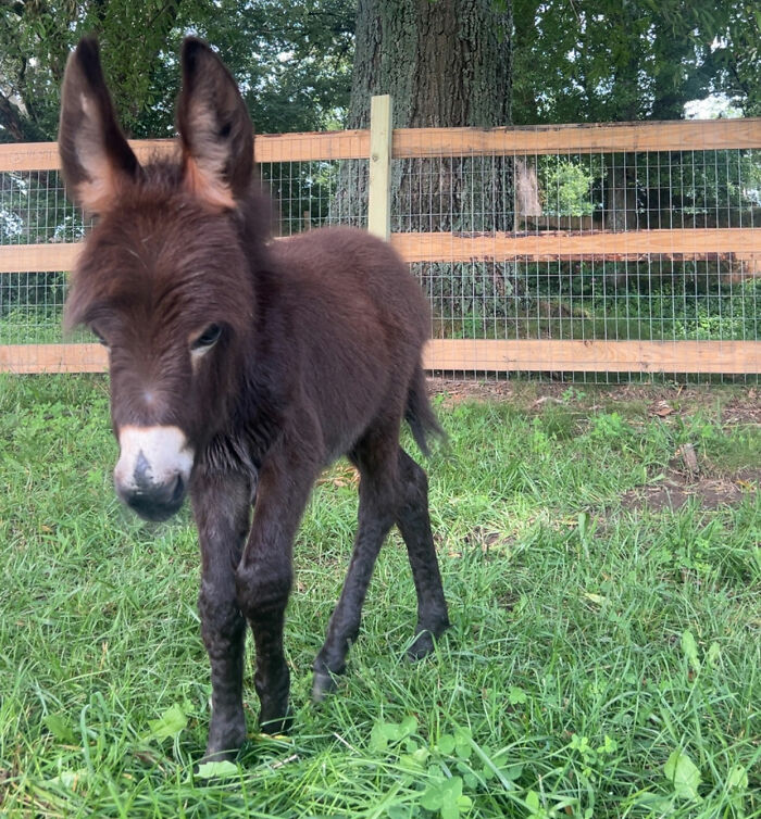 Officer Facing Backlash After Entering Family's Pasture Without Permission And Firing On Their Baby Pet Donkey Officer Facing Backlash After Entering Family's Pasture Without Permission And Firing On Their Baby Pet Donkey