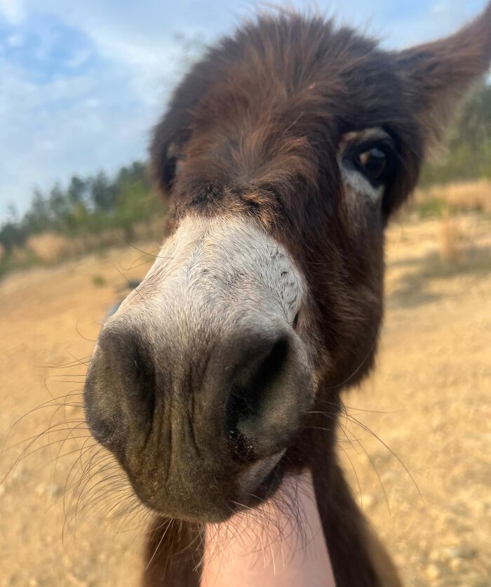 Officer Facing Backlash After Entering Family's Pasture Without Permission And Firing On Their Baby Pet Donkey Officer Facing Backlash After Entering Family's Pasture Without Permission And Firing On Their Baby Pet Donkey