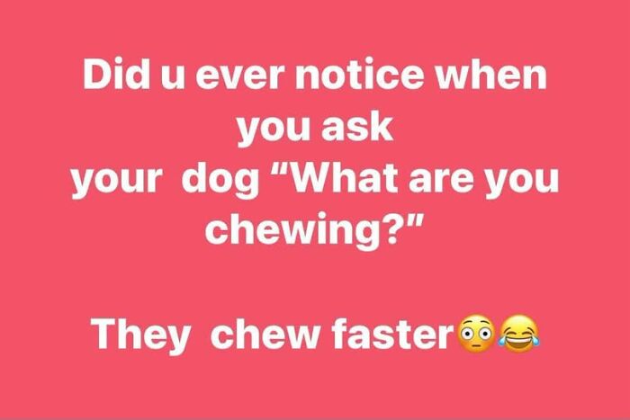 Text on a red background stating a dog chews faster when asked What are you chewing?, a funny animal meme.