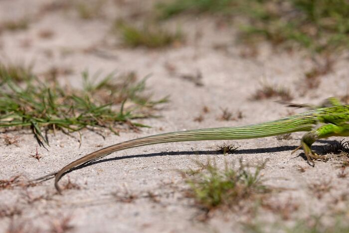 Close-up wildlife photo of green lizard's tail on sandy ground