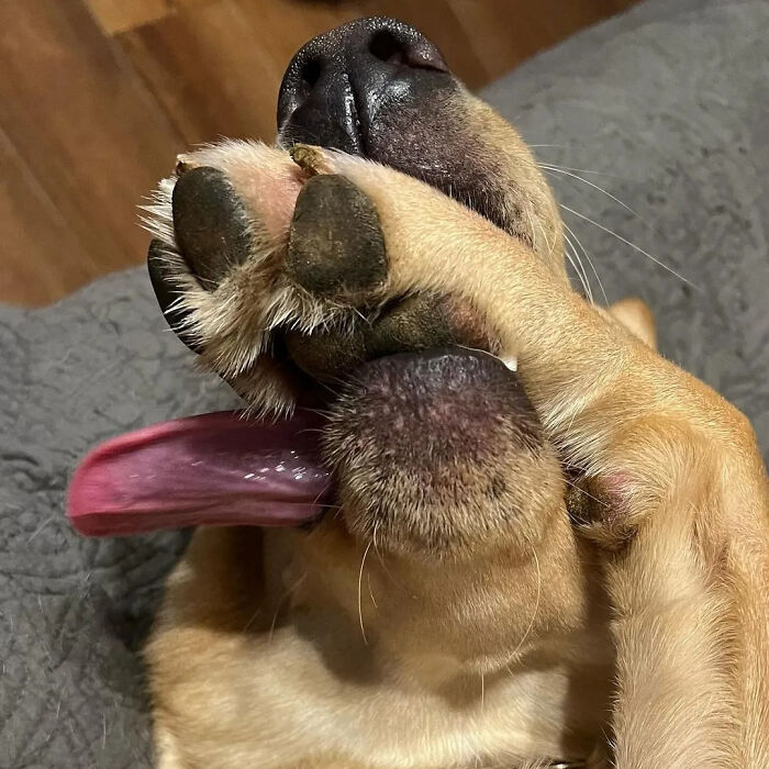 A hilarious dog covering its face with its paw, feeling like an embarrassing family pic.