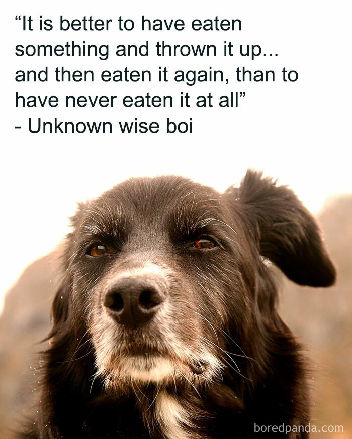 Inspiring animal meme with a close-up of a dog and the quote 'It is better to have eaten something and thrown it up... and then eaten it again, than to have never eaten it at all' - Unknown wise boi.