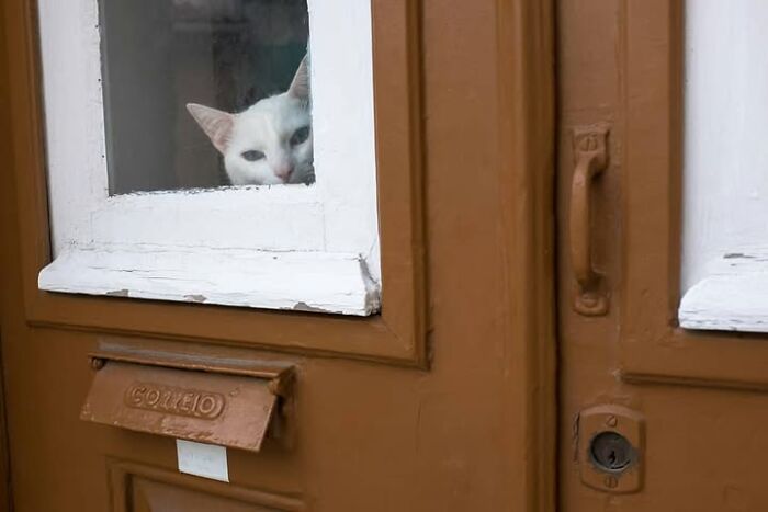 Jeffrey De Keyser's street photography features a white cat peering curiously through a window in a brown door.