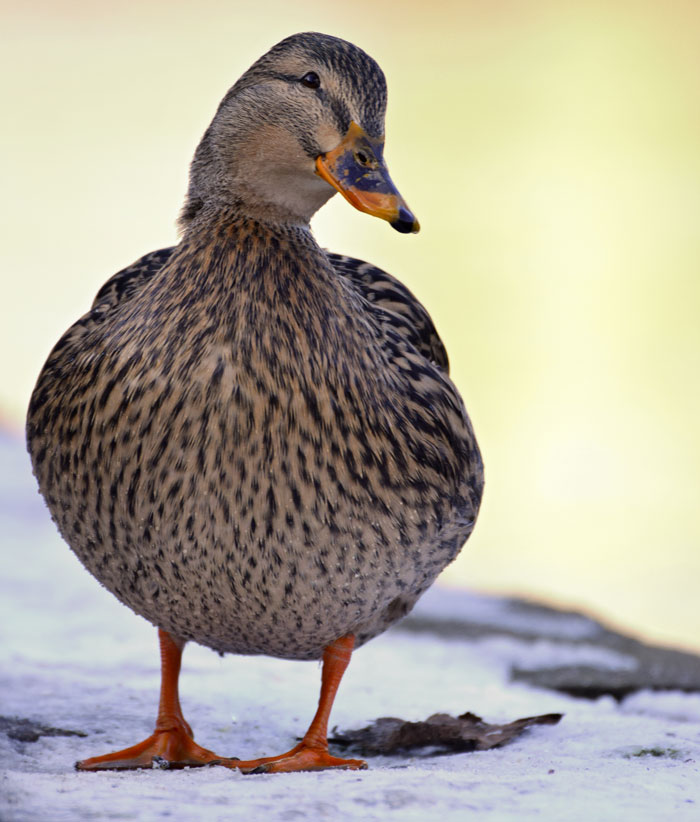 A duck stands on snow, representing a landlord's unexpected tenant stories.