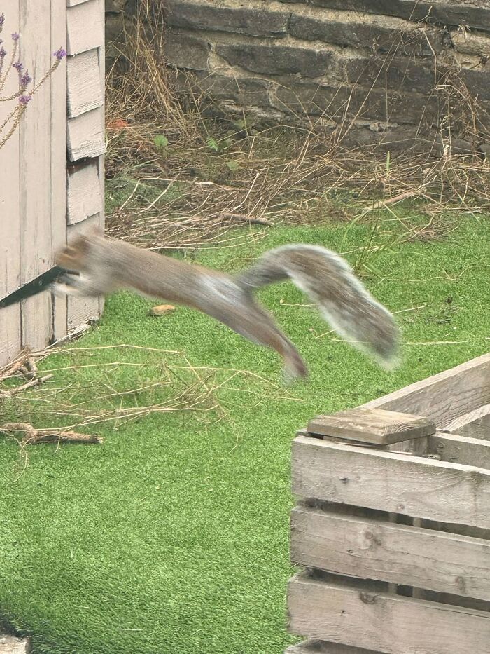 Blurry squirrel jumping in garden wildlife photo