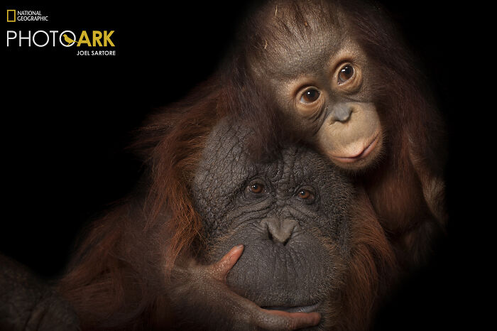 Bornean Orangutans