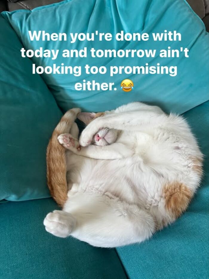 A cat curled up tightly on a turquoise couch, an animal meme expressing a desire to hide from a bad day.