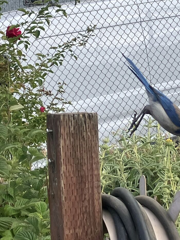 Wildlife photo showing bird mid-flight with garden background