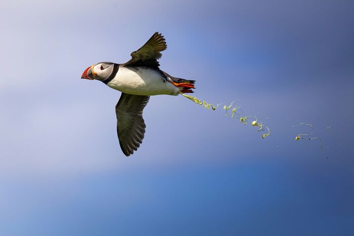 Puffin bird in flight releasing green material in a wildlife photo