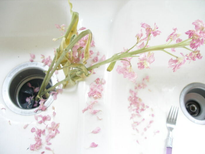 Wilted pink flowers and petals in a kitchen sink, possibly a visual metaphor for US stereotypes.