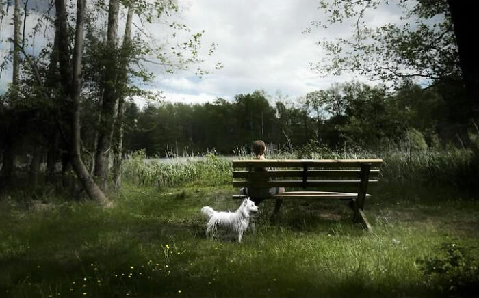 A white dog stands on grass near a park bench, looking at a person. A fleeting moment captured in street photos.