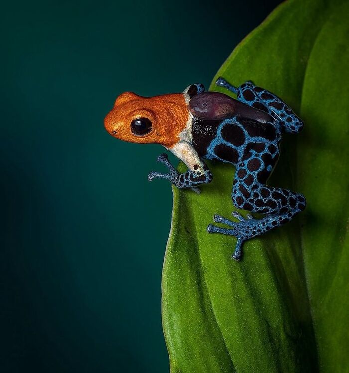 Fantastic Poison Frog