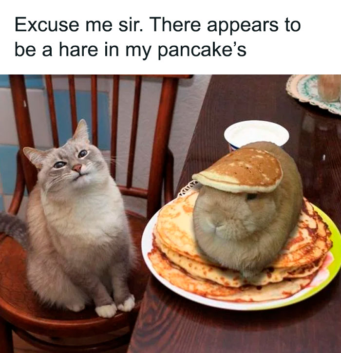 Humorous animal meme featuring a cat looking at a rabbit on a stack of pancakes, captioned 'Excuse me sir. There appears to be a hare in my pancake's'.