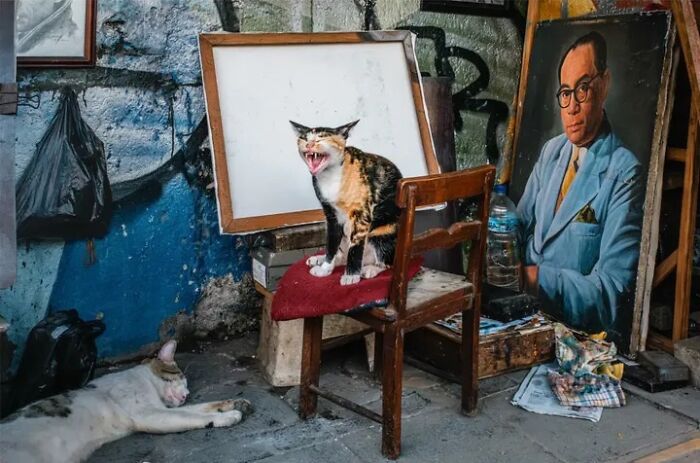 Jeffrey De Keyser captures a calico cat yawning on a chair with another cat sleeping below, showcasing street photography.