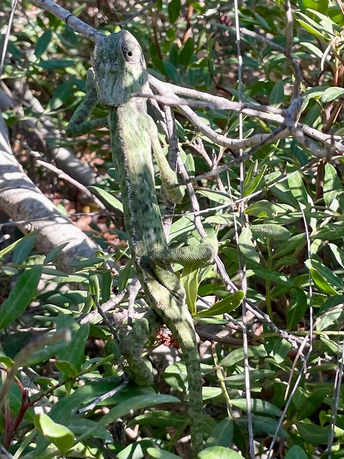 Camouflaged chameleon blending with branches wildlife photo