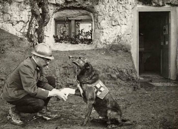 A soldier bandaging a Red Cross dog's paw in front of a stone shelter from these old photos of animals.