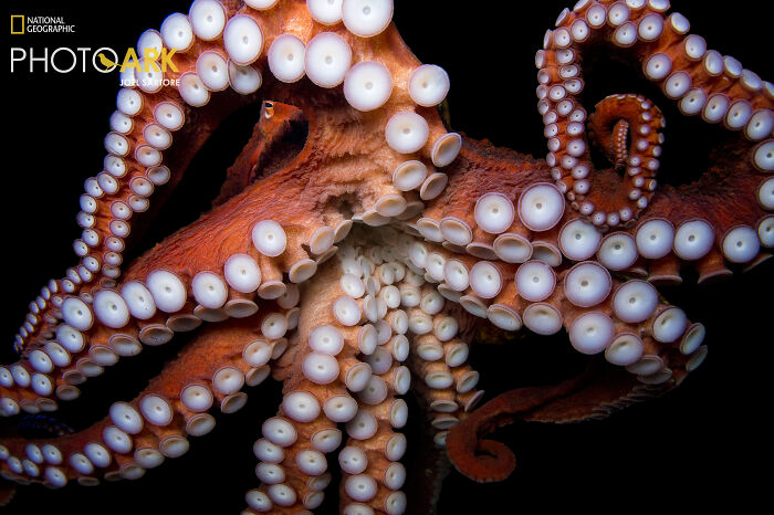 Octopus