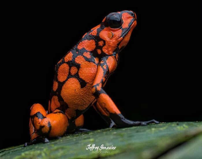 Harlequin Poison Frog