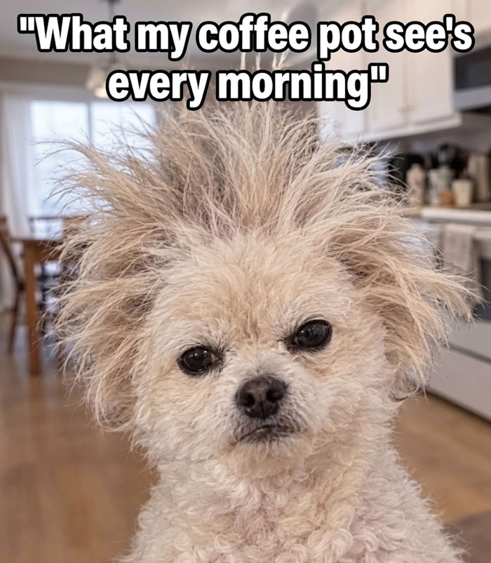 Hilarious animal memes depict a dog with very messy, static hair, looking grumpy in a kitchen.