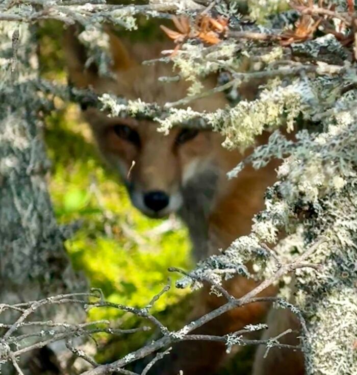 Fox hidden behind tree branches in wildlife photo