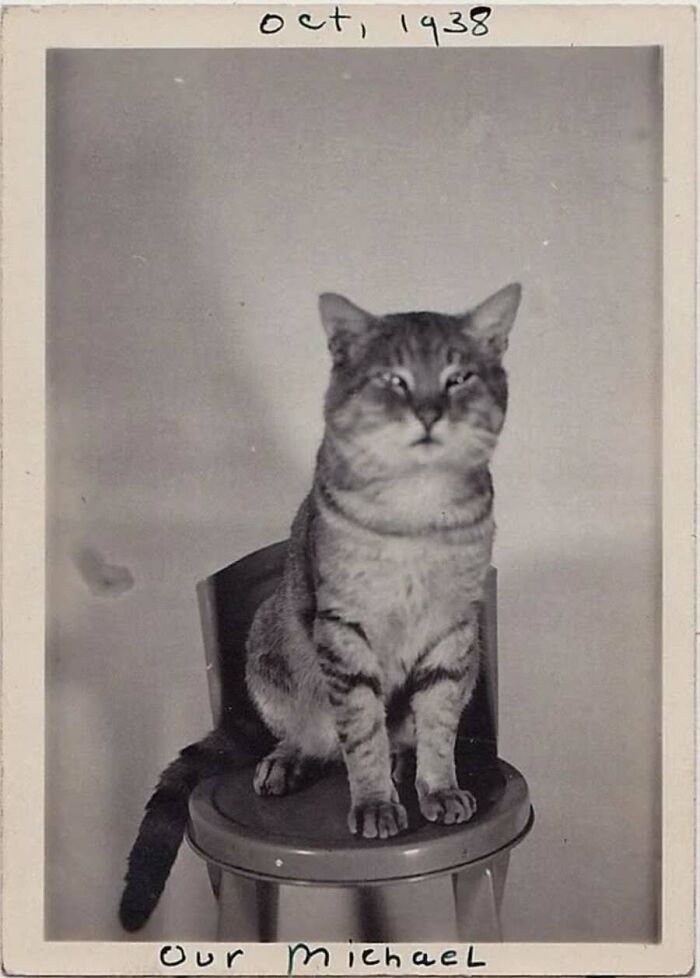 An old photo of a tabby cat named Michael sitting on a small chair in October 1938.