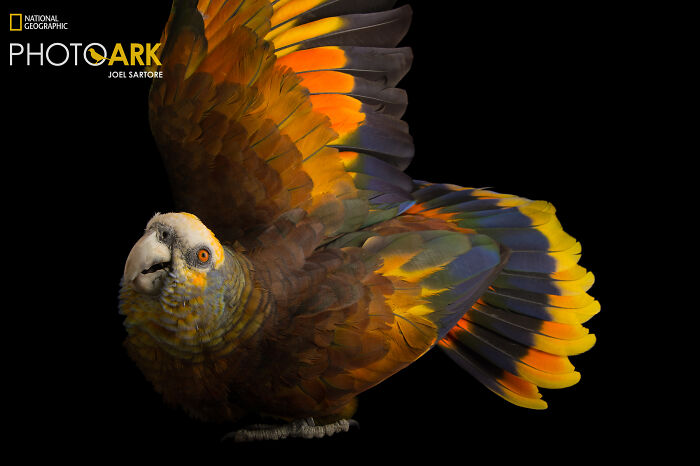 Sant Vincent Parrot