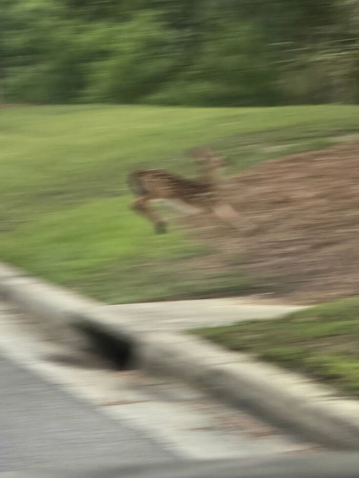 Blurry wildlife photo of a deer running on grass near road
