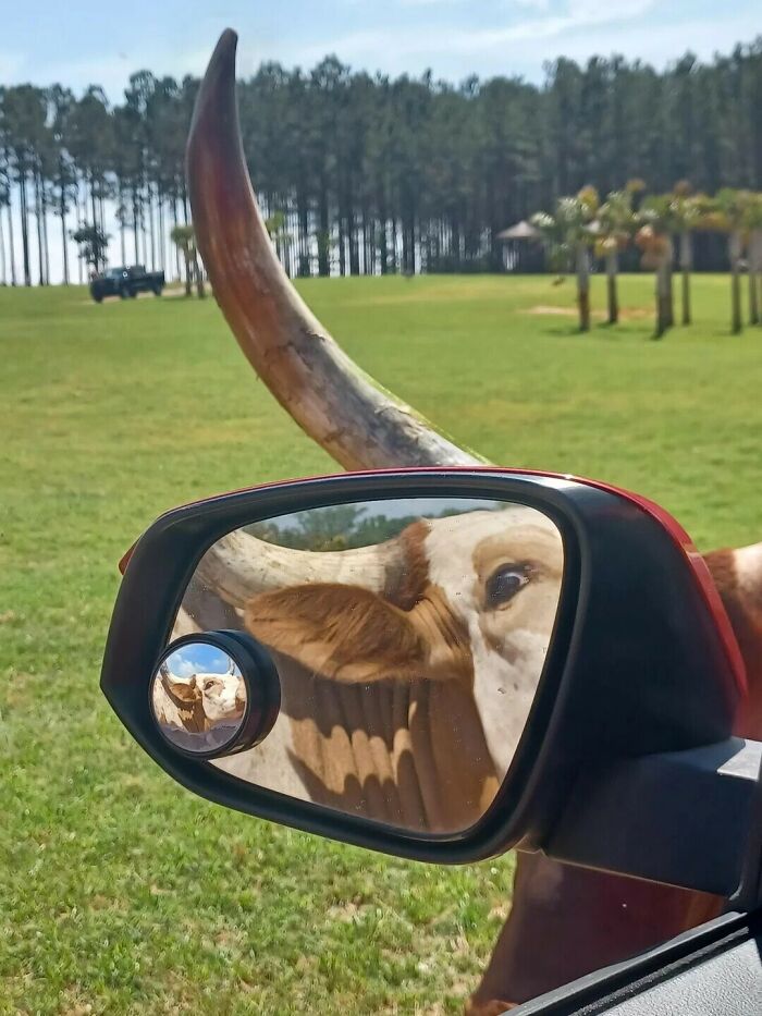A Texas Longhorn cow reflected in a car mirror, forcing a second look at its giant horns